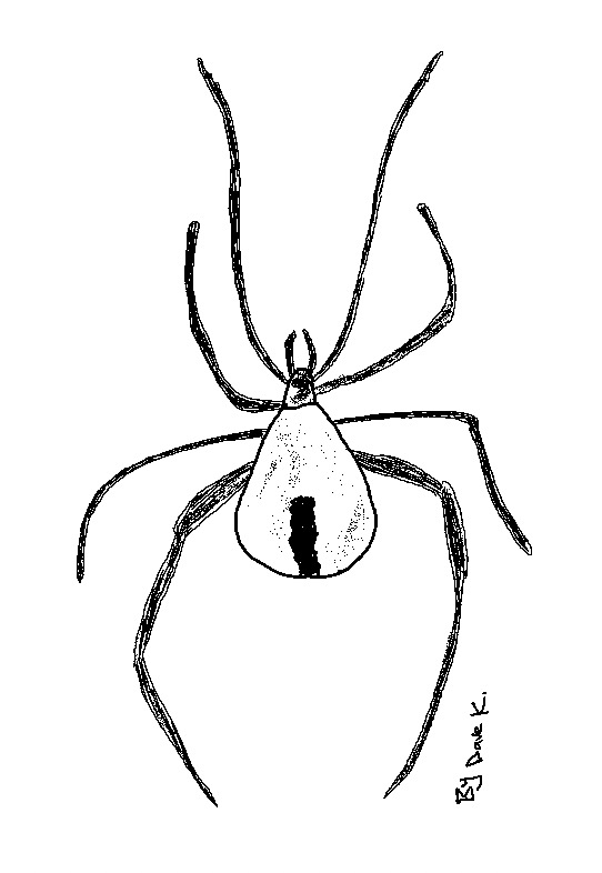 Risk Responses with Redback Spider